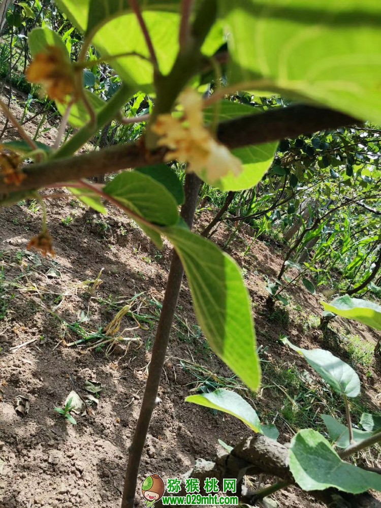 豪门国际 0f6cf