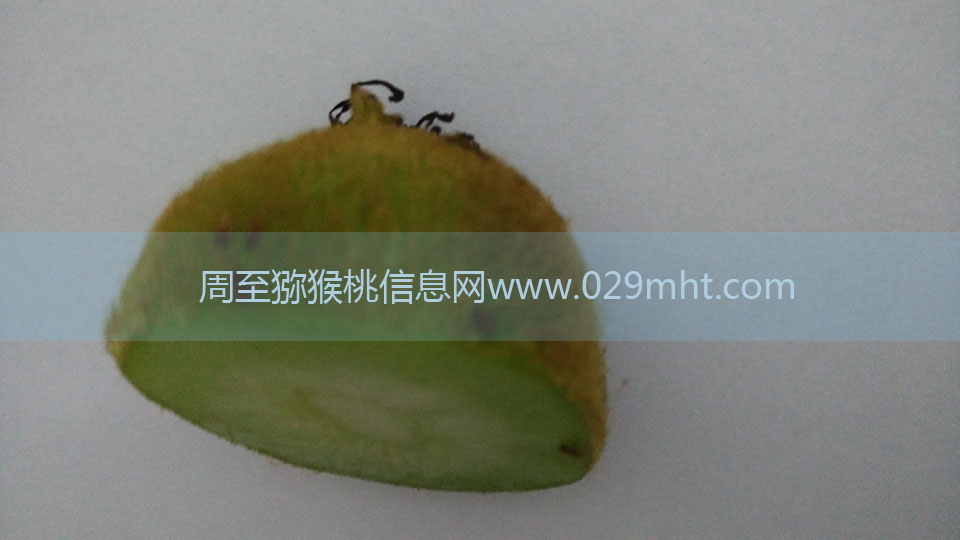 豪门国际猕猴桃6月剖视图1.jpg