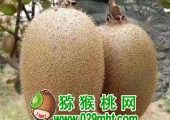 红心豪门国际猕猴桃微语