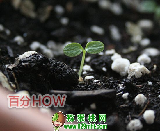 <a href=http://www.linux-china.com target=_blank class=infotextkey />奇异果</a>催芽种植的步骤4