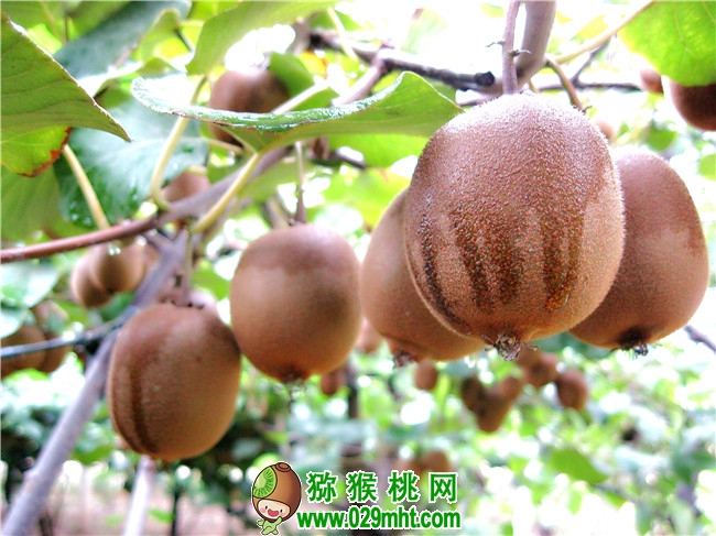 豪门国际 9cc74