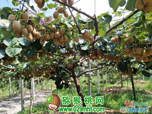 豪门国际 41f2f