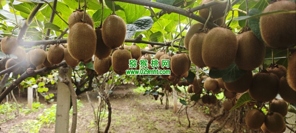 豪门国际 cad34