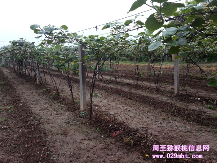 陕西周至豪门国际猕猴桃5月花开画报
