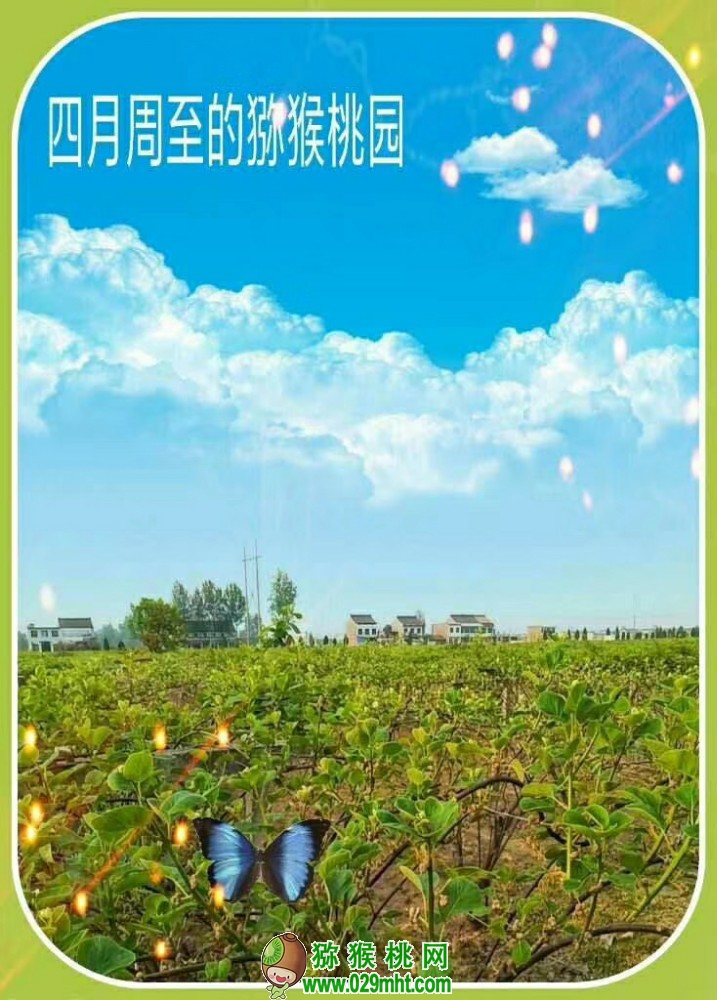 豪门国际 5395e