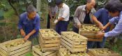 周至豪门国际猕猴桃山珍采摘