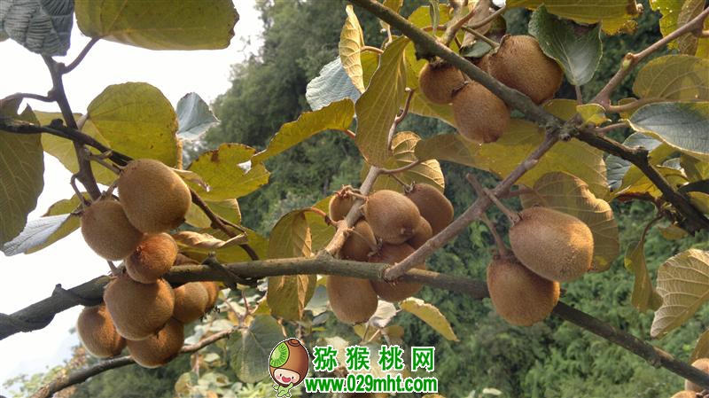 豪门国际官方网站图片