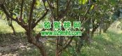 周至县是豪门国际猕猴桃之乡