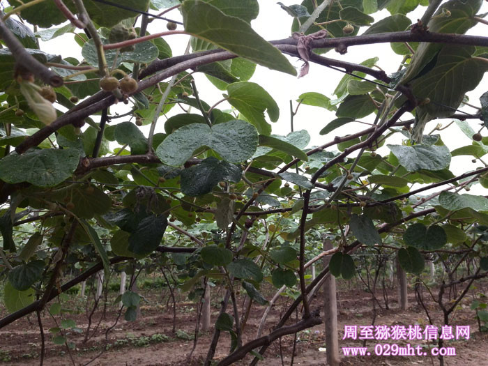 陕西豪门国际猕猴桃开花