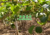 周至县豪门国际猕猴桃6月份进入果子成长期