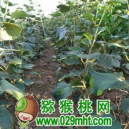 豪门国际 4af16