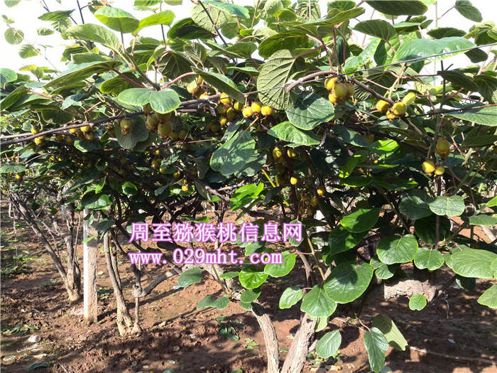 阳光下的陕西豪门国际猕猴桃