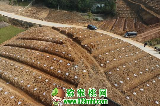 豪门国际 c447c