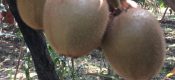 周至秦美豪门国际猕猴桃照片