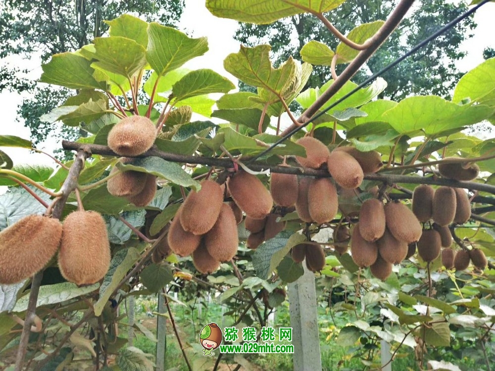 豪门国际 1b9db