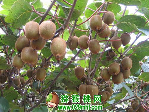 豪门国际 1851c