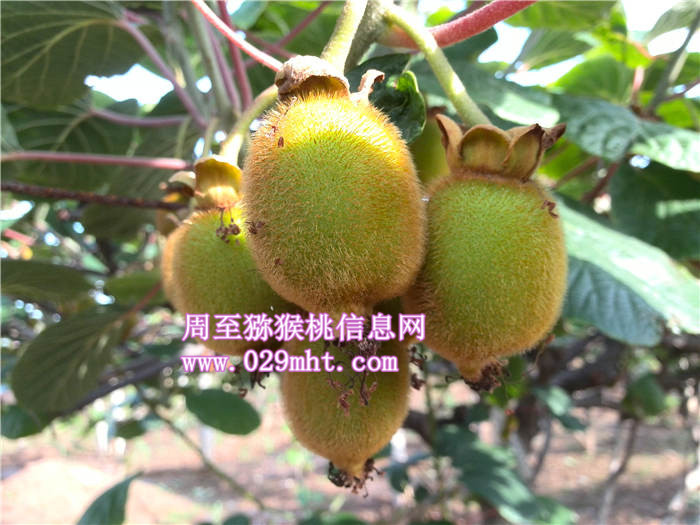 陕西周至豪门国际猕猴桃