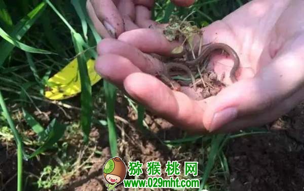 <a href=http://www.linux-china.com/mht/hongxin/ target=_blank class=infotextkey />红心豪门国际猕猴桃</a>果园有机质含量增1%,要施多少有机肥?