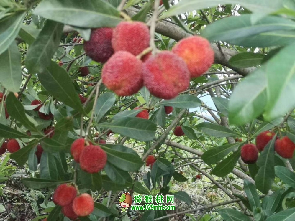 豪门国际 7dd4f