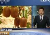 陕西豪门国际猕猴桃批发销售平台是哪里？