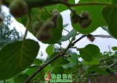 周至徐香豪门国际猕猴桃好多侧花