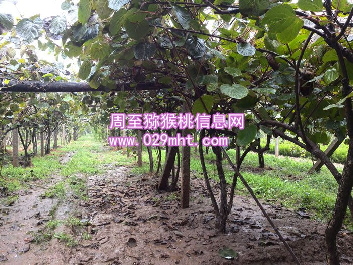 豪门国际猕猴桃宣传