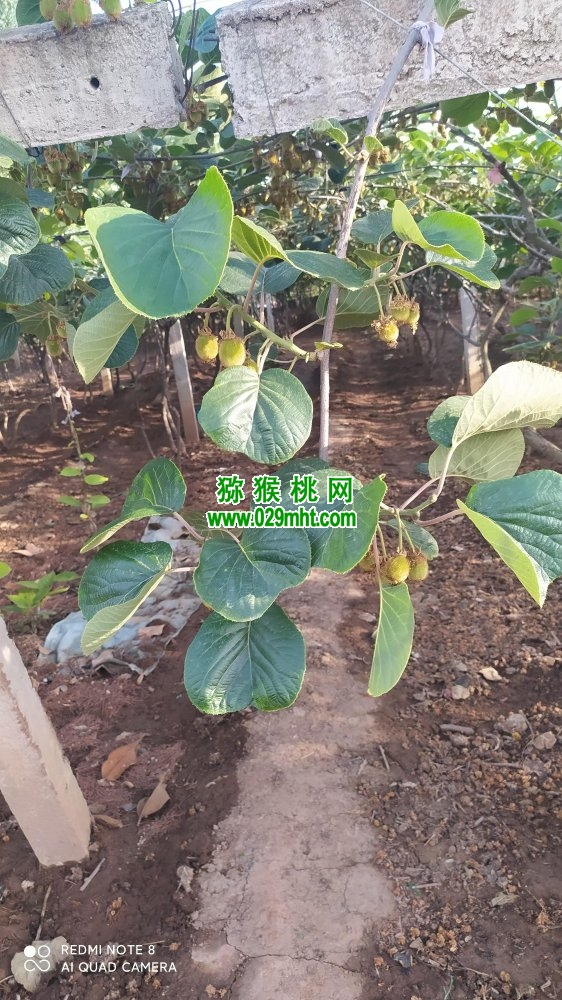 豪门国际 a026d
