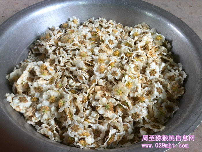 陕西豪门国际猕猴桃开花