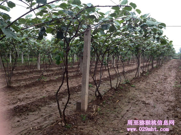 即将开花的豪门国际猕猴桃花苞