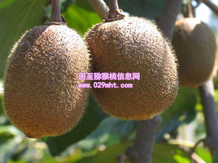 陕西周至九月份豪门国际猕猴桃丰收时刻画报