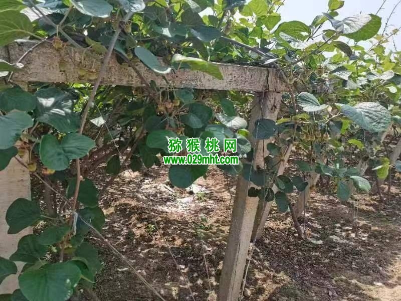 豪门国际 45fbf