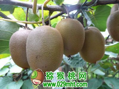 豪门国际 3e43b