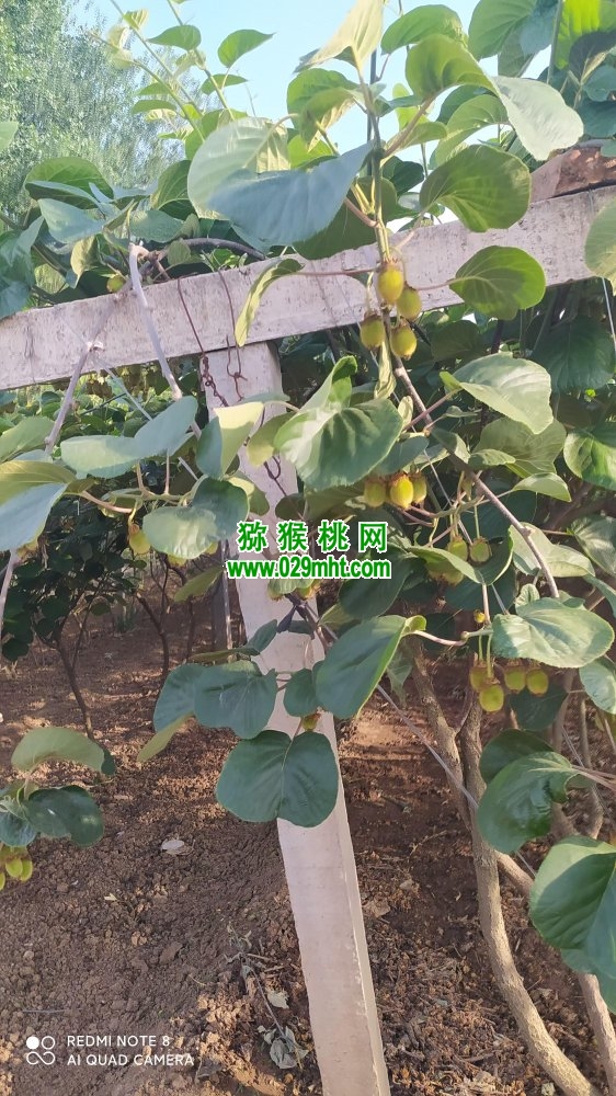 豪门国际 457ff