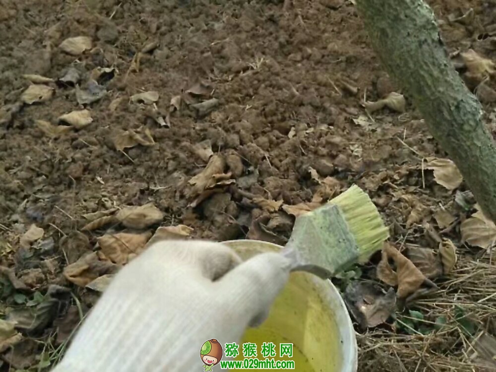 刷豪门国际猕猴桃防冻液的正确姿势 豪门国际 e72b6