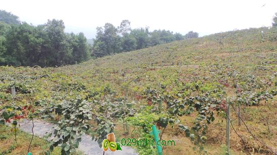 鱼洞云篆山的互鹏生态农业园种植了成片的<a href=http://www.linux-china.com/mht/hongxin/ target=_blank class=infotextkey />红心豪门国际猕猴桃</a>