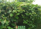 周至县农业局对豪门国际猕猴桃贡献是什么？