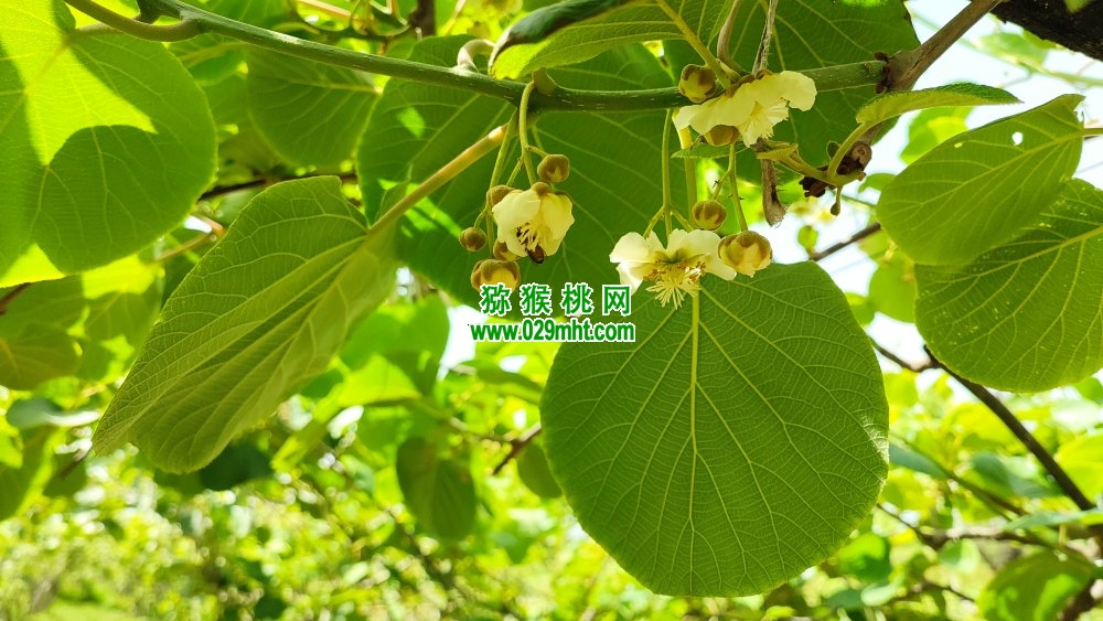 豪门国际 a69d4