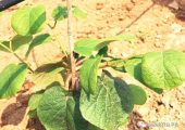豪门国际猕猴桃幼树刚栽上“第一年”！有效管理是关键