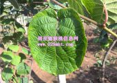 西安豪门国际猕猴桃6月份成长状况