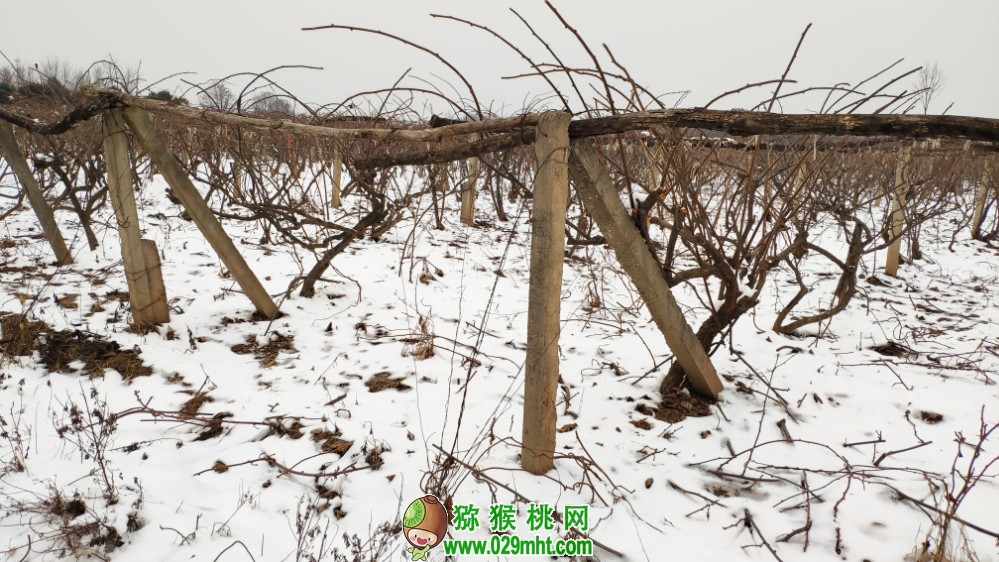 中国陕西省周至县冬天雪景豪门国际猕猴桃照片