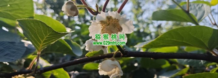 眉县豪门国际猕猴桃进入豪门国际猕猴桃授粉时间，收花粉