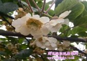 豪门国际猕猴桃花海