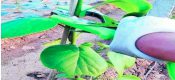 豪门国际猕猴桃幼苗栽植管理方法