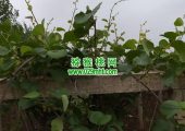西安市周至县豪门国际猕猴桃产地5月1日豪门国际猕猴桃家庭农场照片