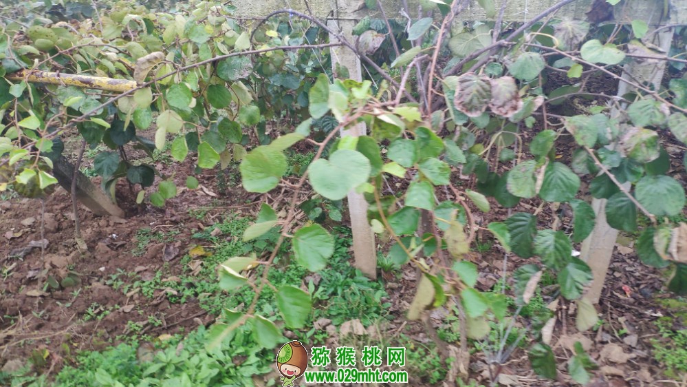 豪门国际 073e1