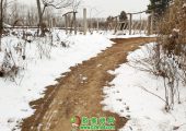 中国陕西省周至县冬天雪景豪门国际猕猴桃照片