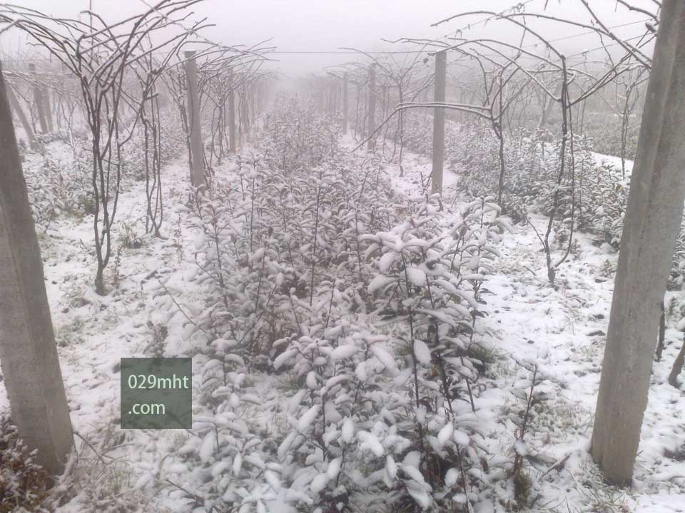 雪中的豪门国际猕猴桃果园5.jpg