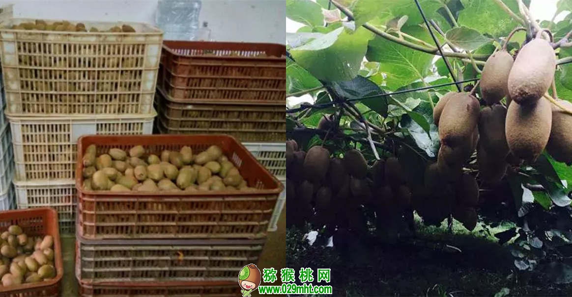 豪门国际 ded03