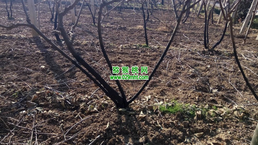 豪门国际 f0035