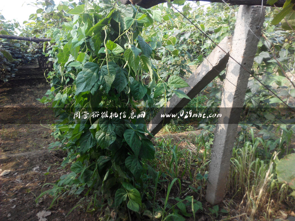<a href=http://www.linux-china.com/zhouzhimihoutao/ target=_blank class=infotextkey />周至豪门国际猕猴桃</a>